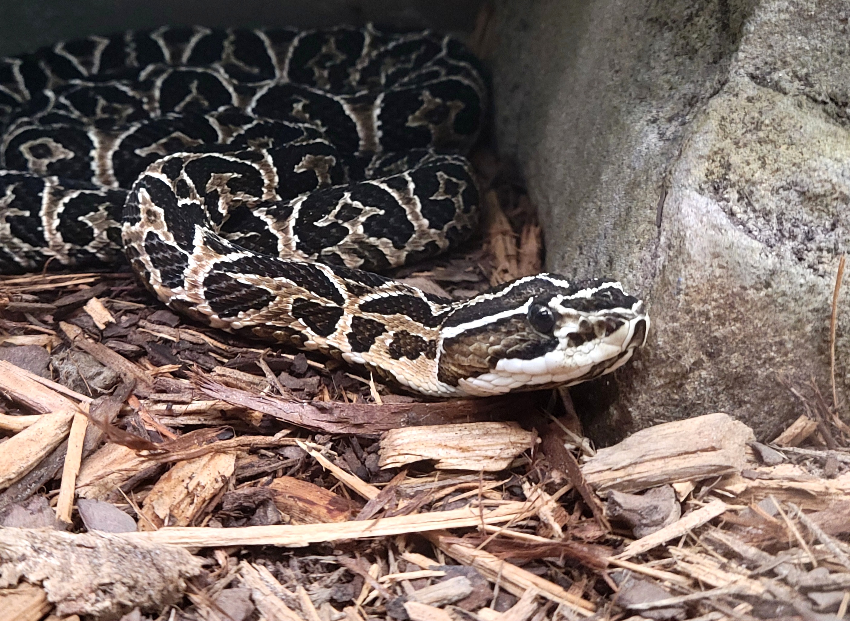 Urutu - Bee City Zoo - March 2025