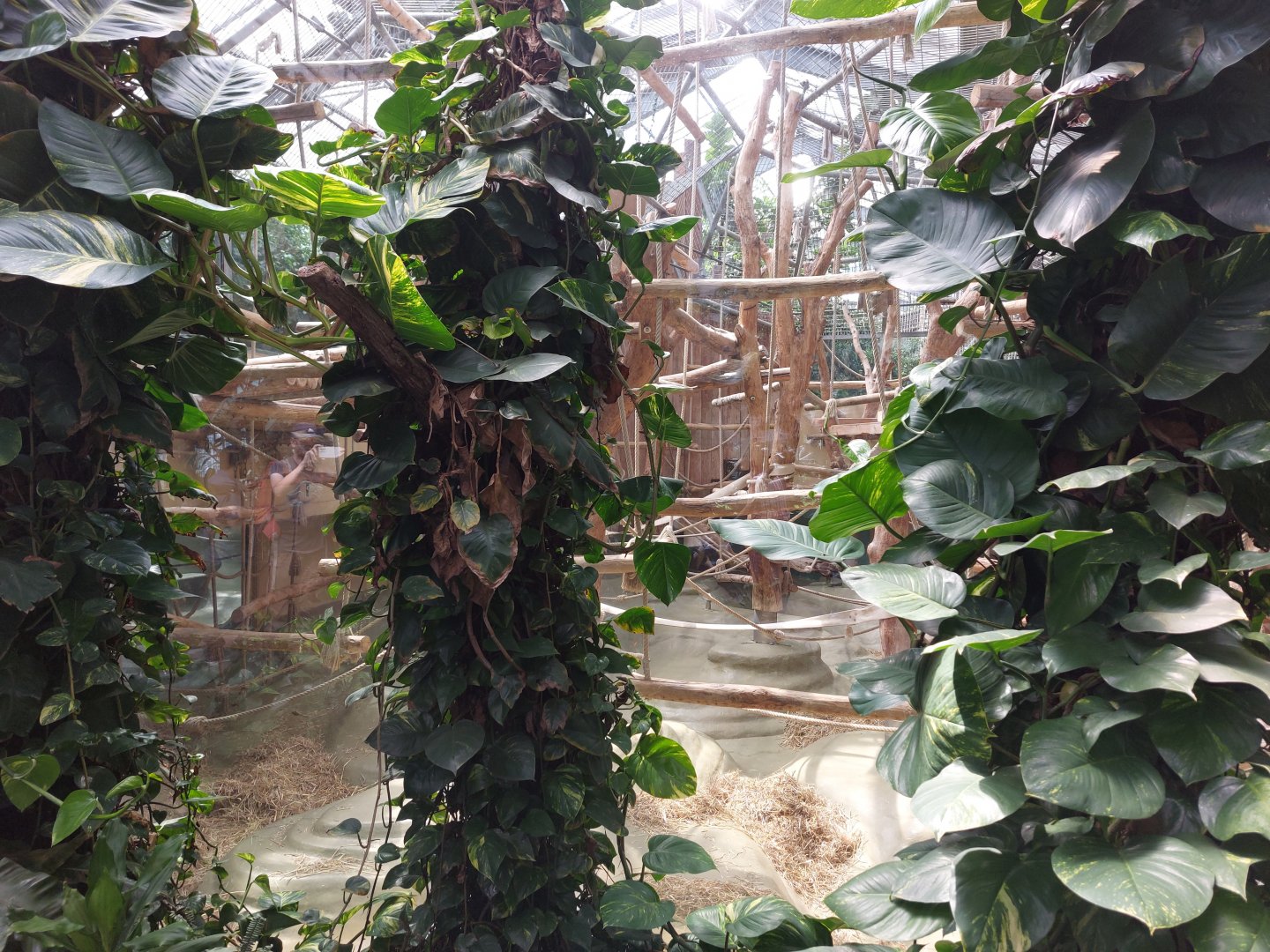 Urwald house - Orangutan indoor