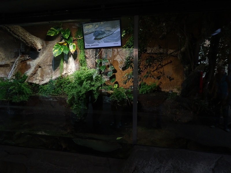 Urwaldhaus: Anaconda / arowana paludarium
