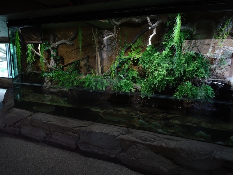 Urwaldhaus: Anaconda / arowana paludarium