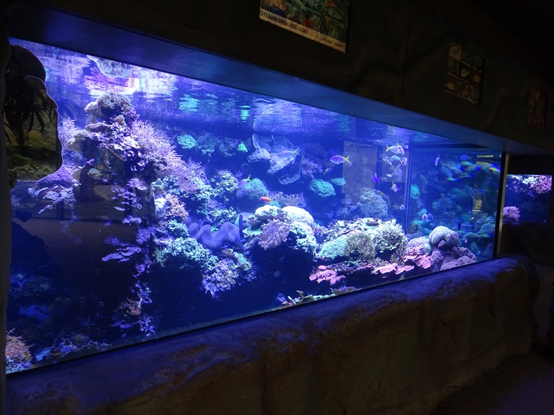 Urwaldhaus : Coral reef aquarium
