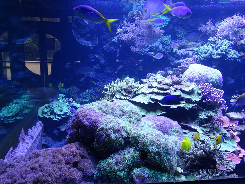Urwaldhaus : Coral reef aquarium