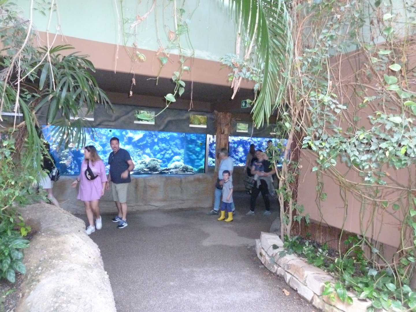 Urwaldhaus - Coral reef