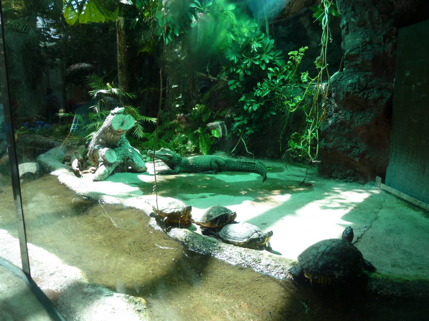 Urwaldhaus - Dwarf crododile - Osteolaemus tetraspis