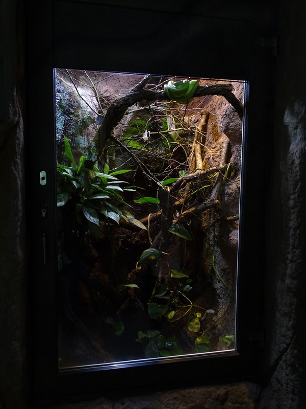 Urwaldhaus : Green tree python terrarium