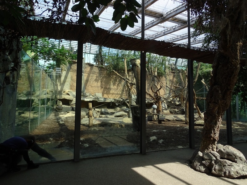 Urwaldhaus: Indoor gorilla enclosure