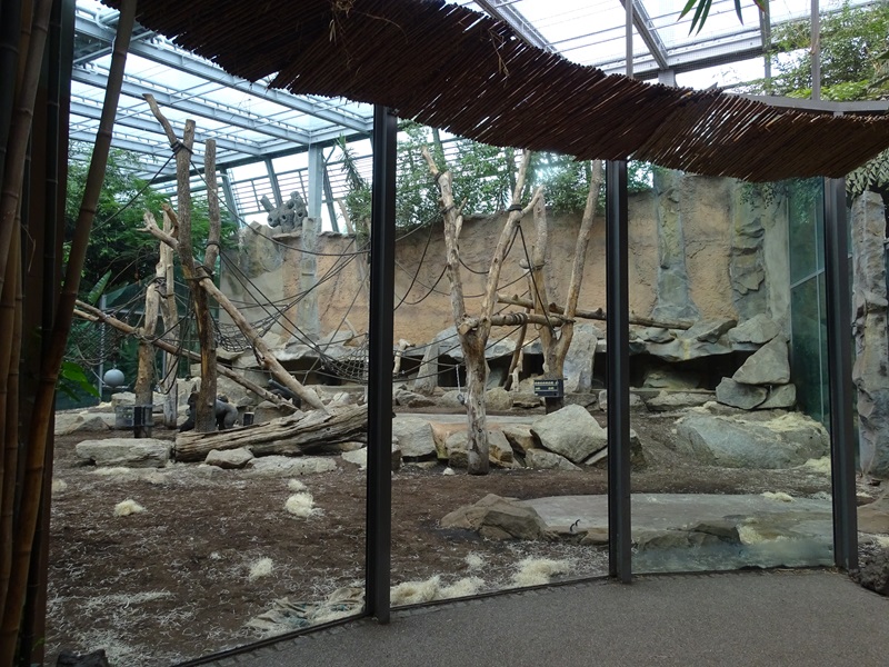 Urwaldhaus: Indoor gorilla enclosure