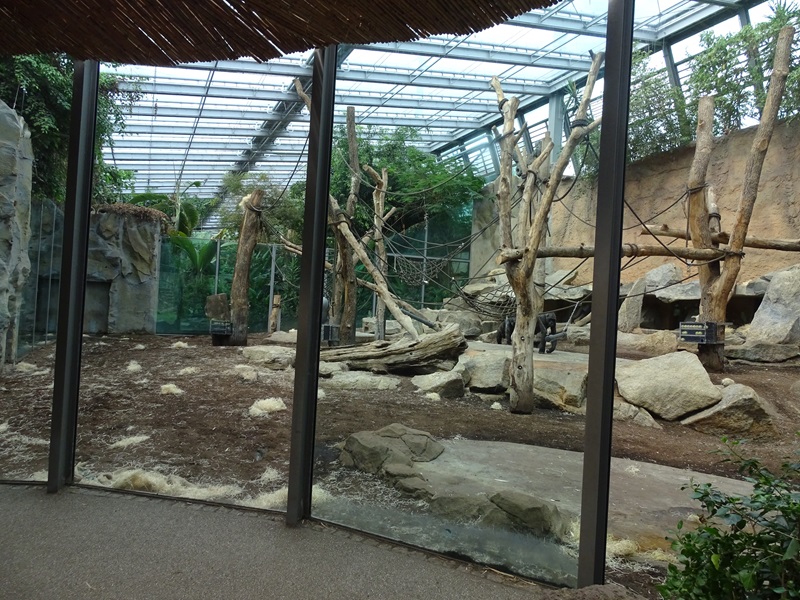 Urwaldhaus: Indoor gorilla enclosure