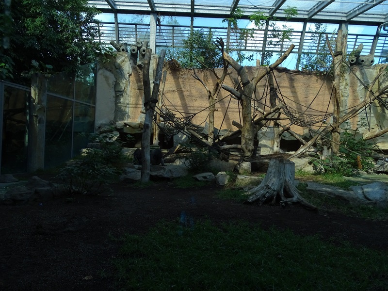 Urwaldhaus: Indoor gorilla enclosure