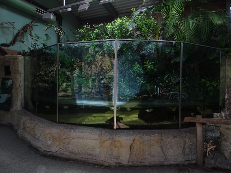 Urwaldhaus: mangrove paludarium