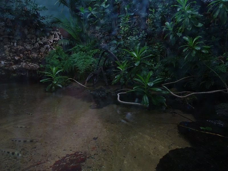 Urwaldhaus: mangrove paludarium