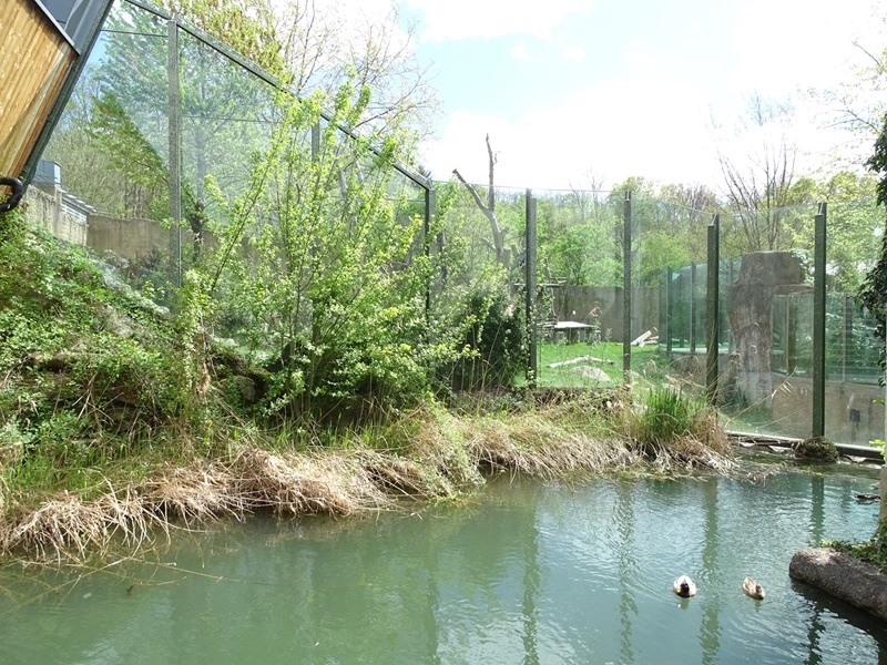 Urwaldhaus: outdoor gorilla enclosure