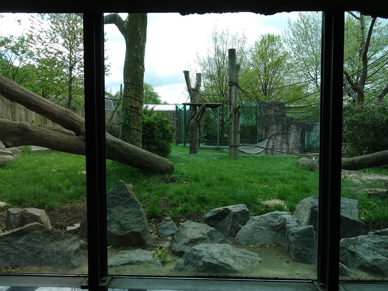 Urwaldhaus: outdoor gorilla enclosure