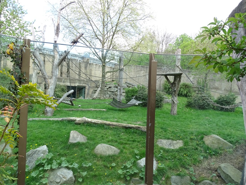 Urwaldhaus: outdoor gorilla enclosure