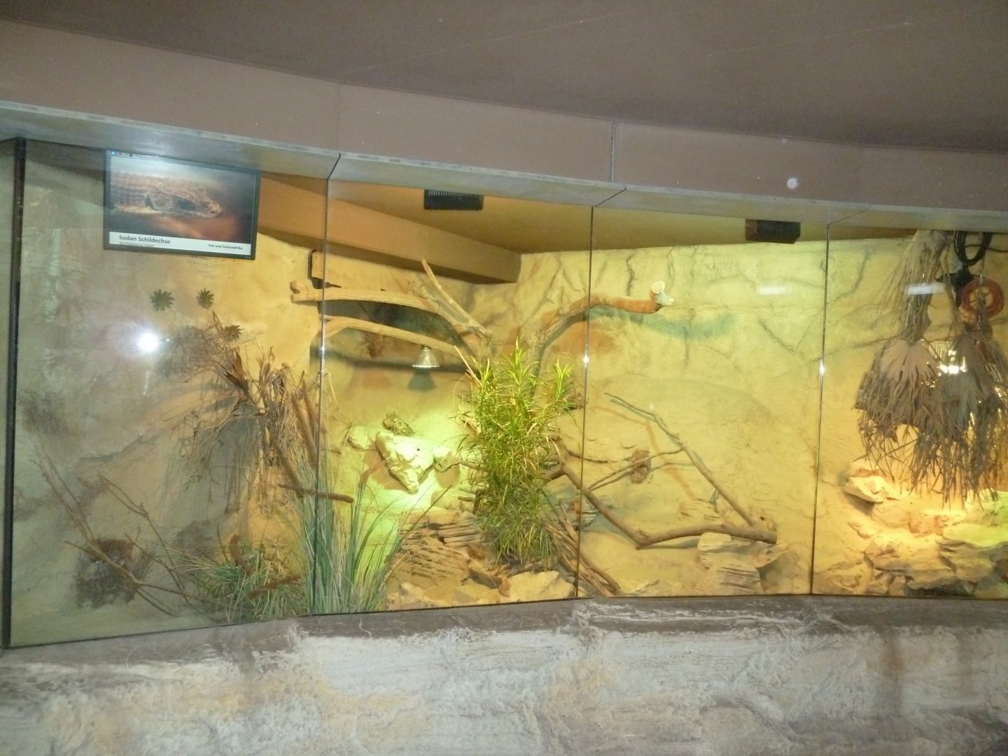 Urwaldhaus - Sudan plated lizard enclosure