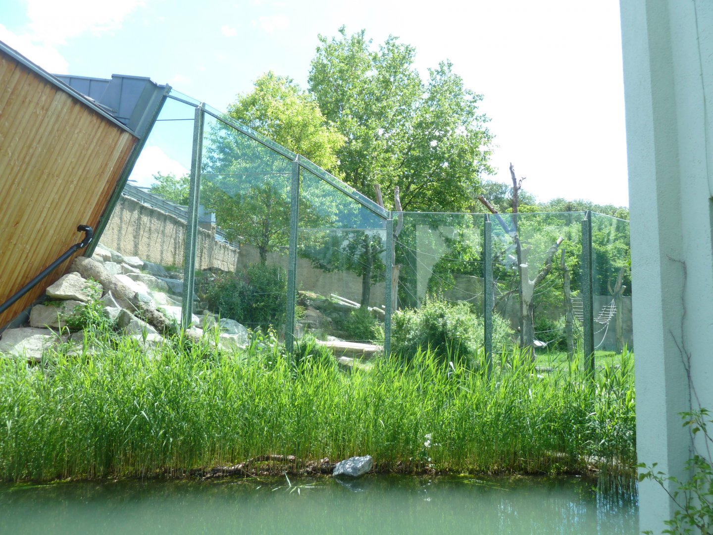 Urwaldhaus - Western lowland gorilla outdoors enclosure