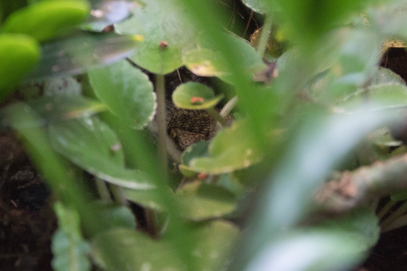 Usambara mountain viper