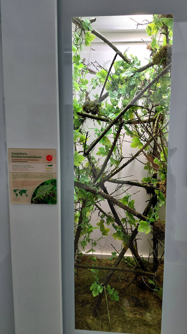 Usambara three-horned chameleon exhibit