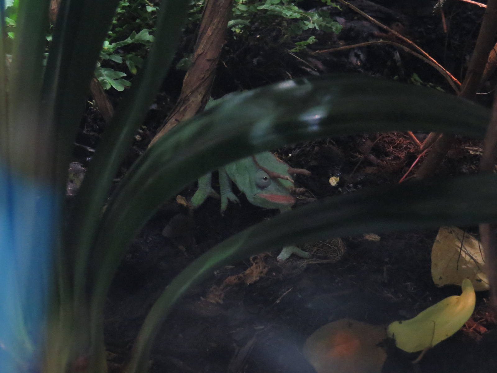 Usambara three-horned chameleon, June 2015