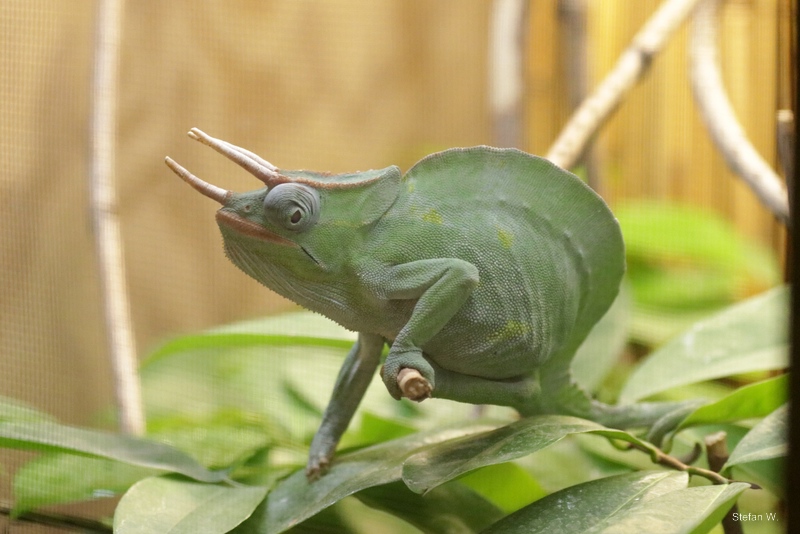 Usambara three-horned chameleon (Trioceros deremensis)
