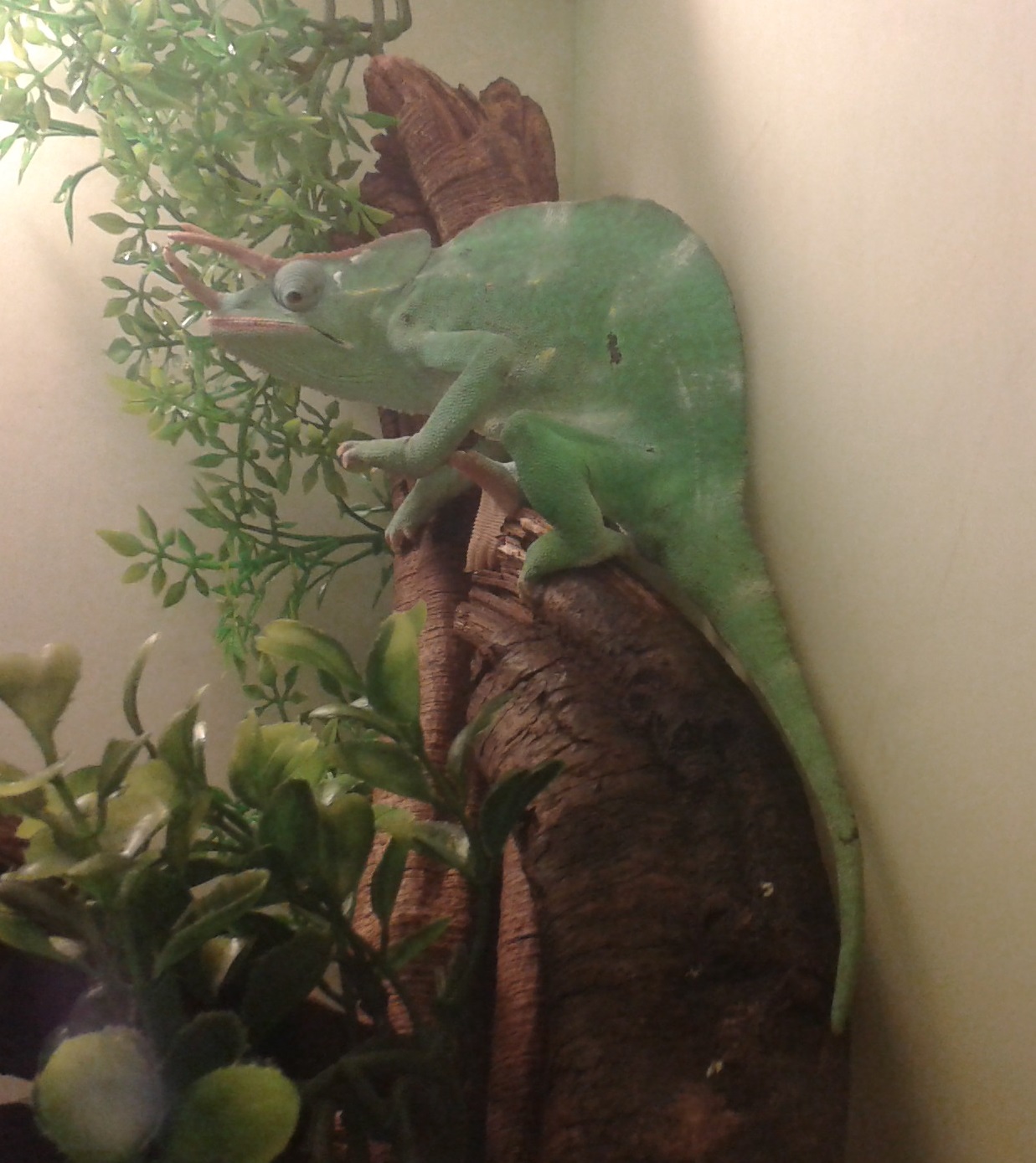 Usambara three-horned chameleon