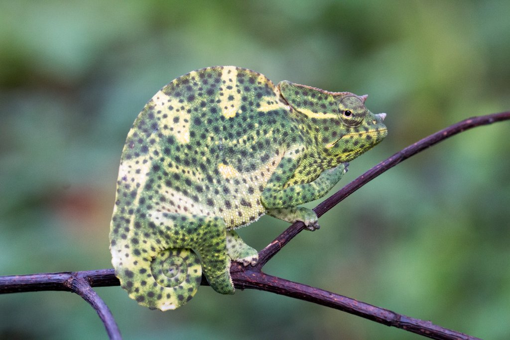 Usambara Three-horned Chameleon