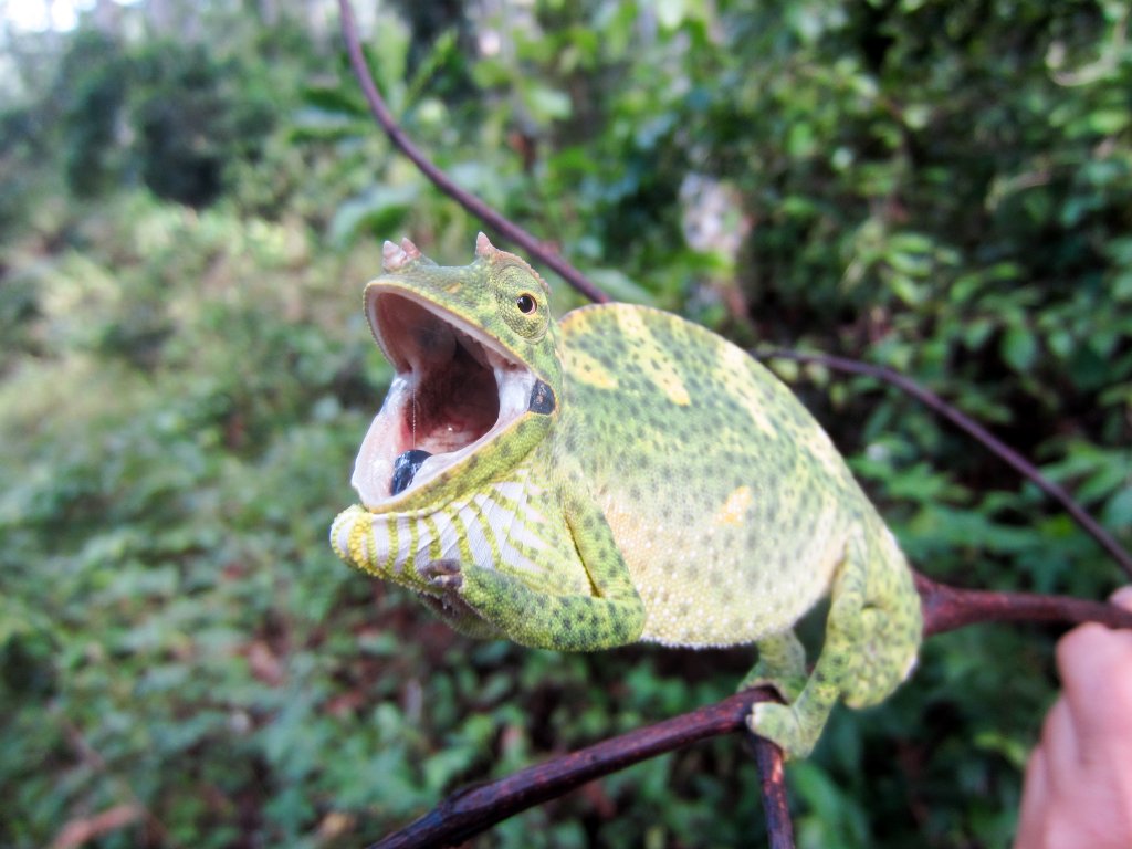 Usambara Three-horned Chameleon