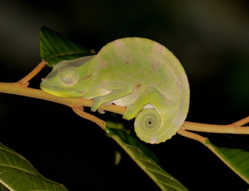 Usambara Three-horned Chameleon