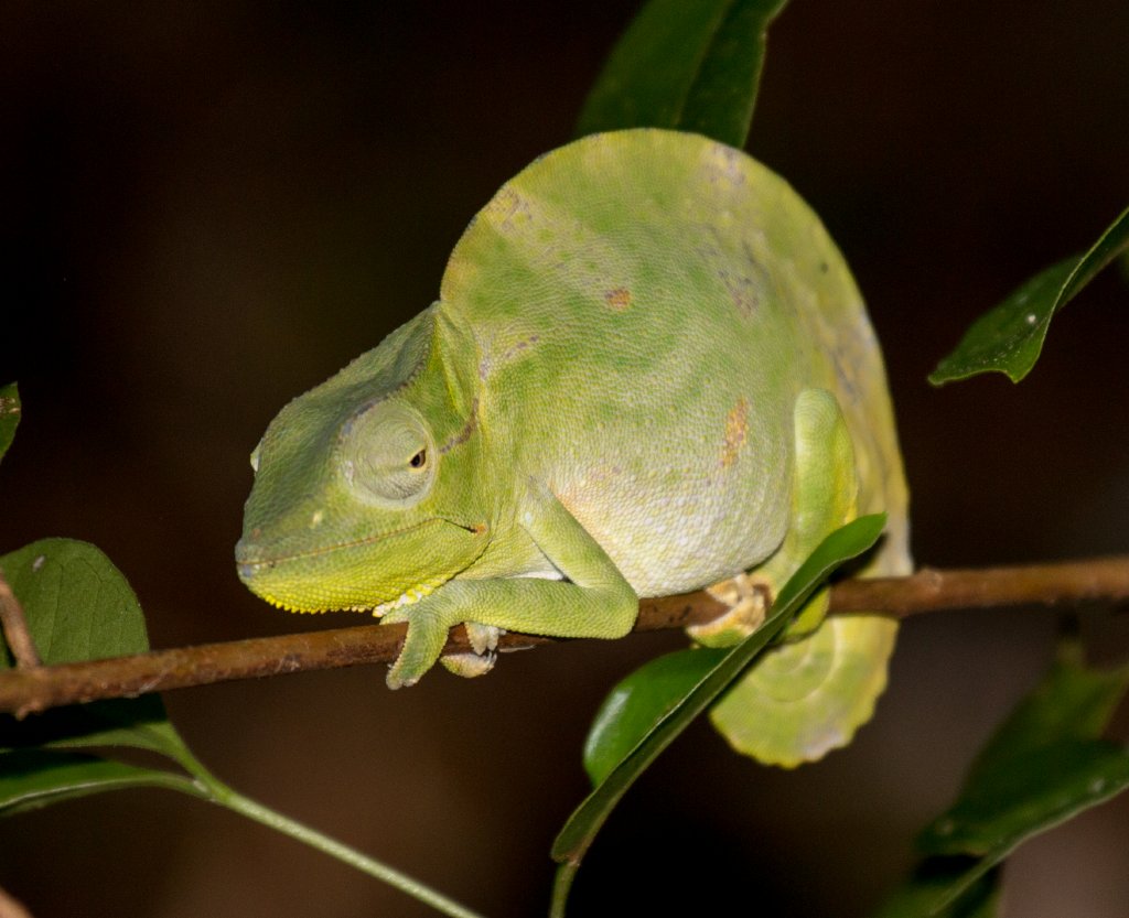 Usambara Three-horned Chameleon