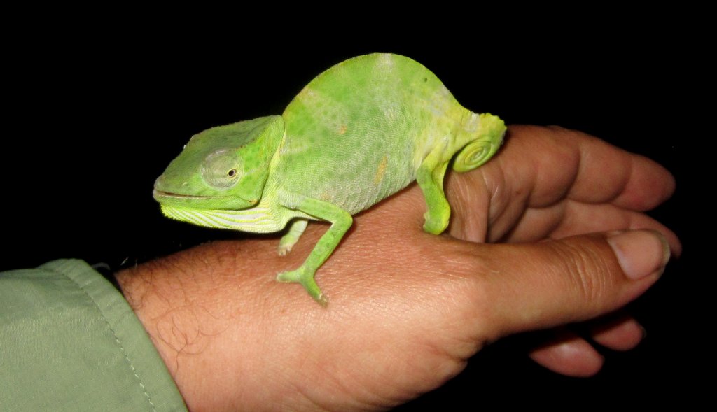 Usambara Three-horned Chameleon