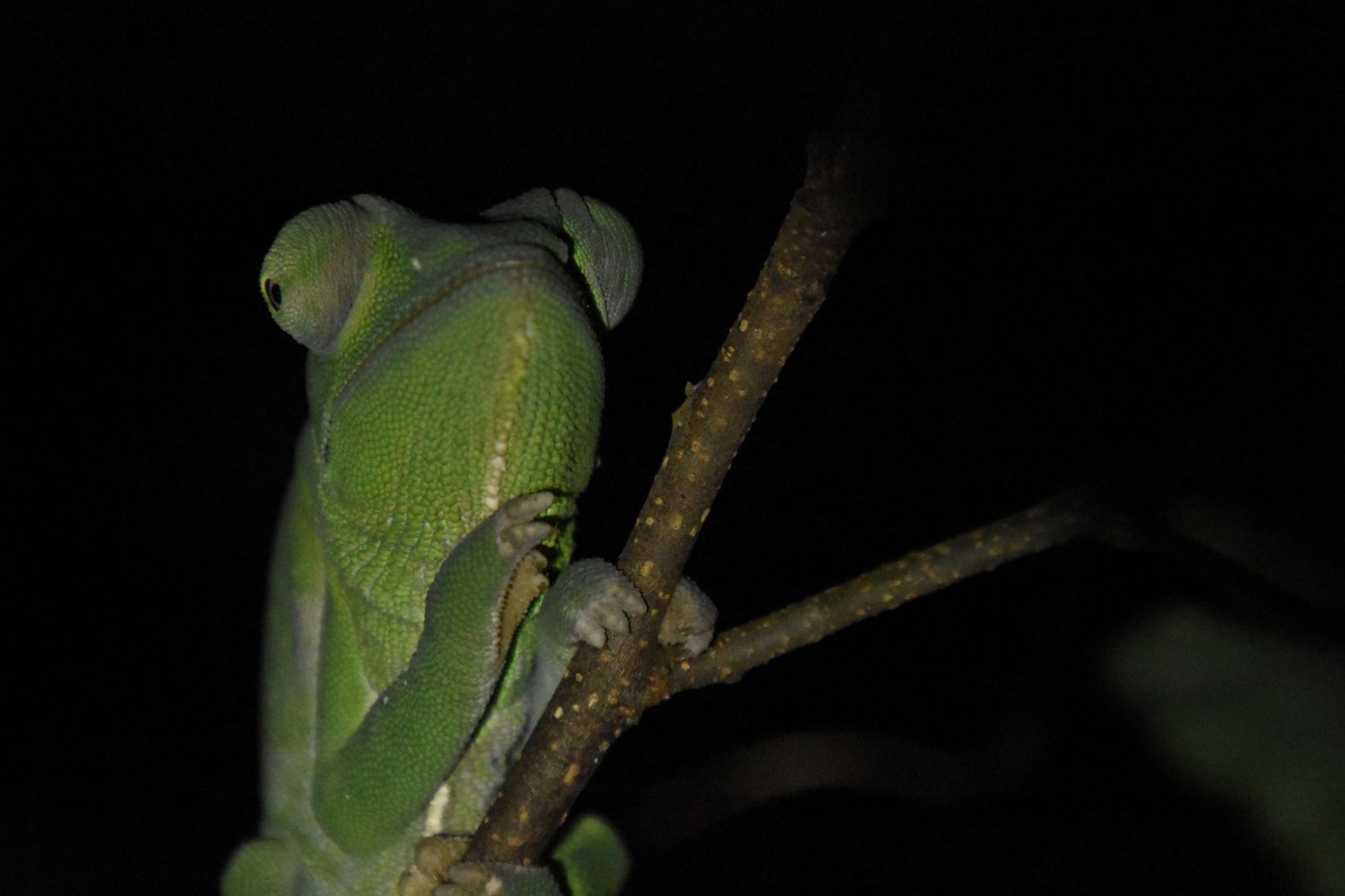Usambara three-horned chameleon