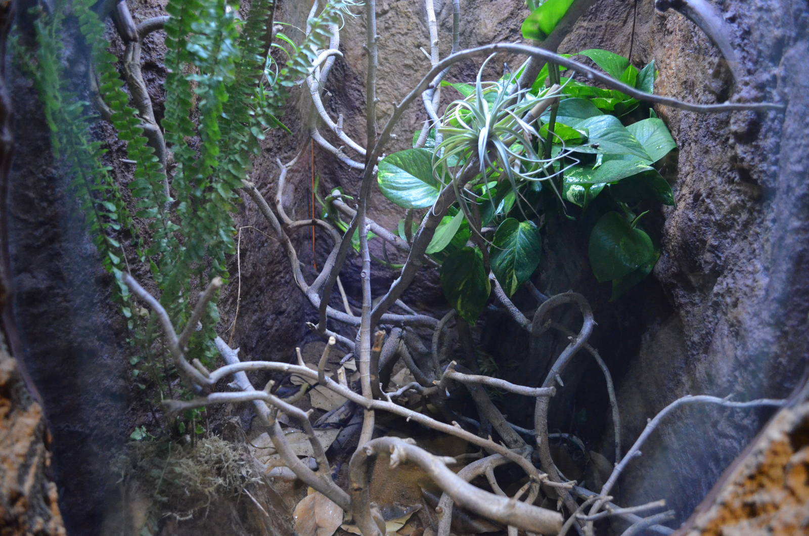 USAMBARA TWO-HORNED CHAMELEON EXHIBIT