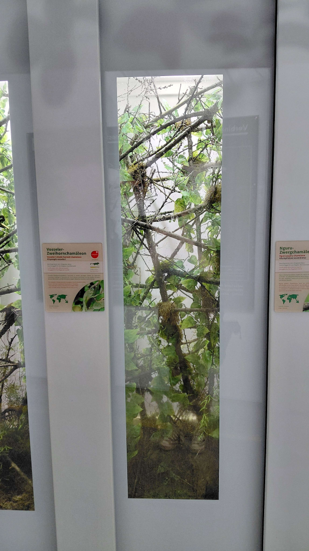 Usambara two-horned chameleon exhibit