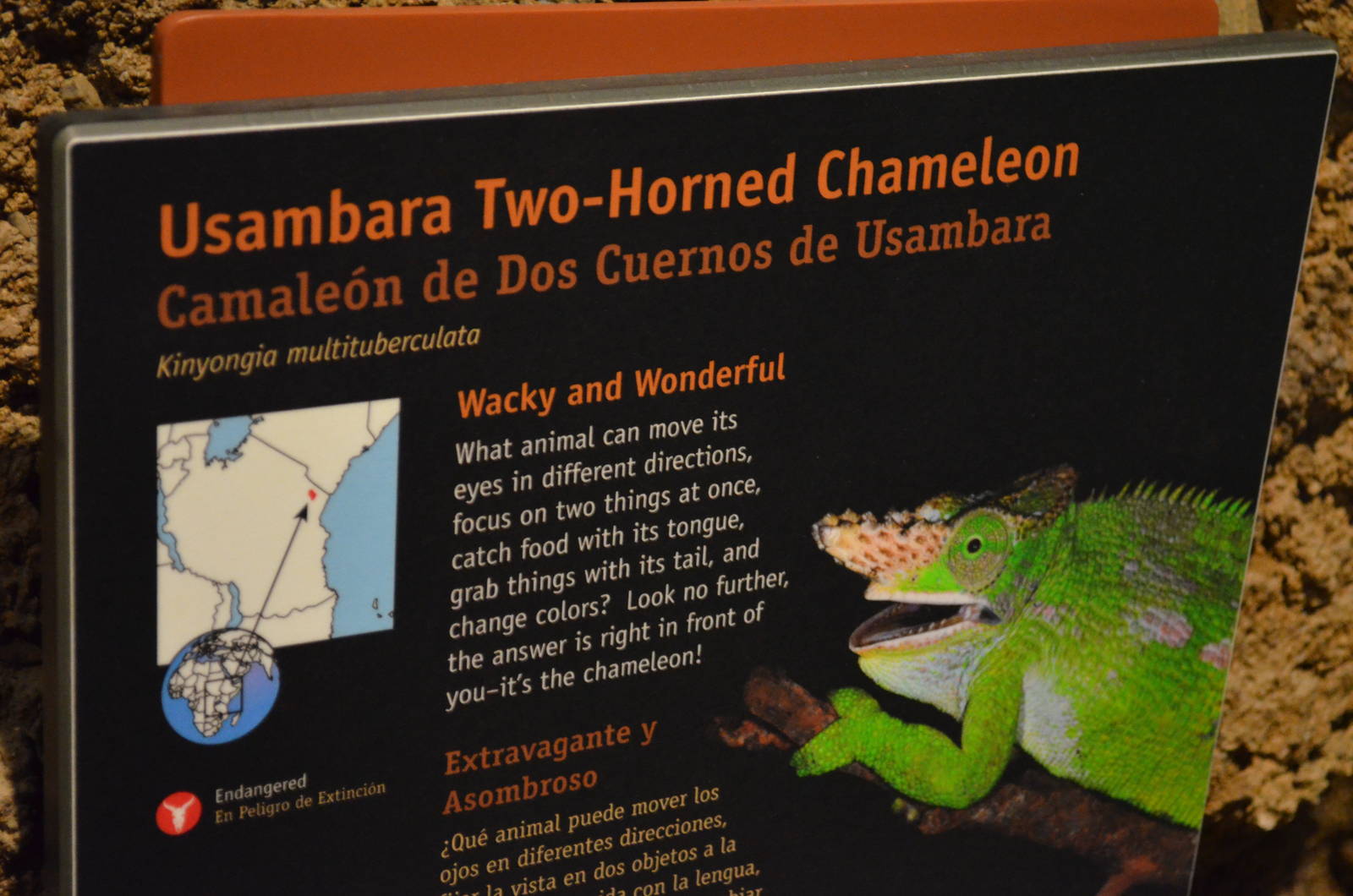 USAMBARA TWO-HORNED CHAMELEON SIGNAGE
