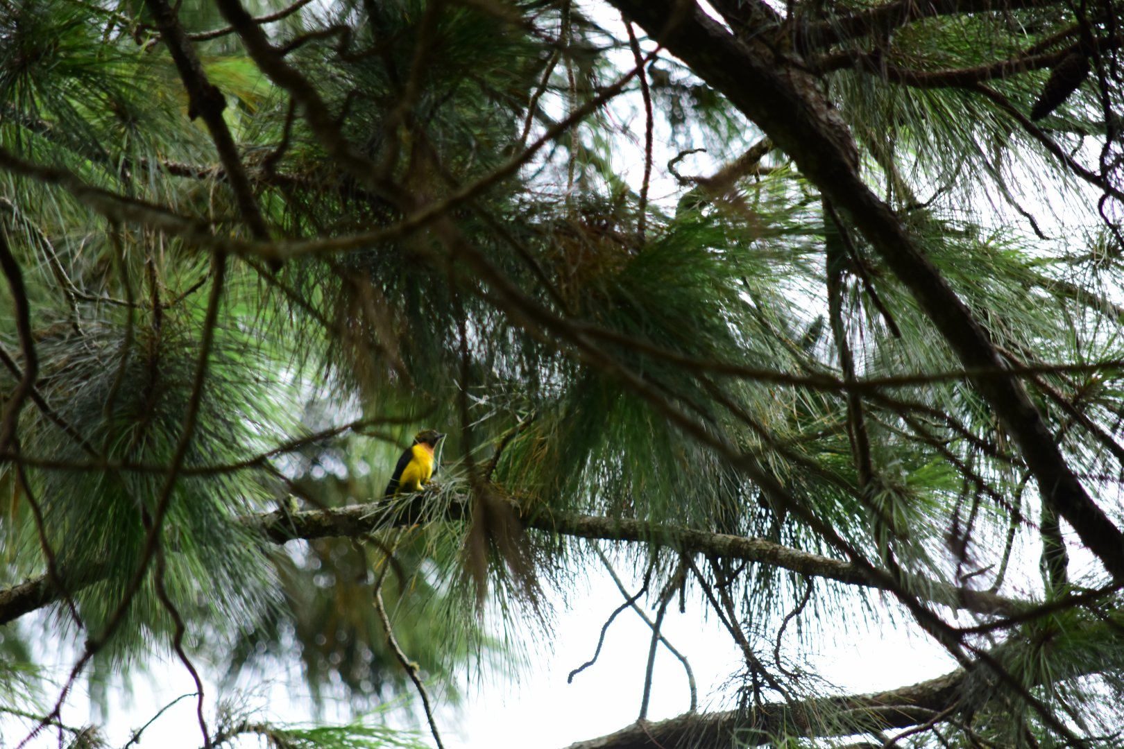 Usambara weaver (Ploceus nicolli)