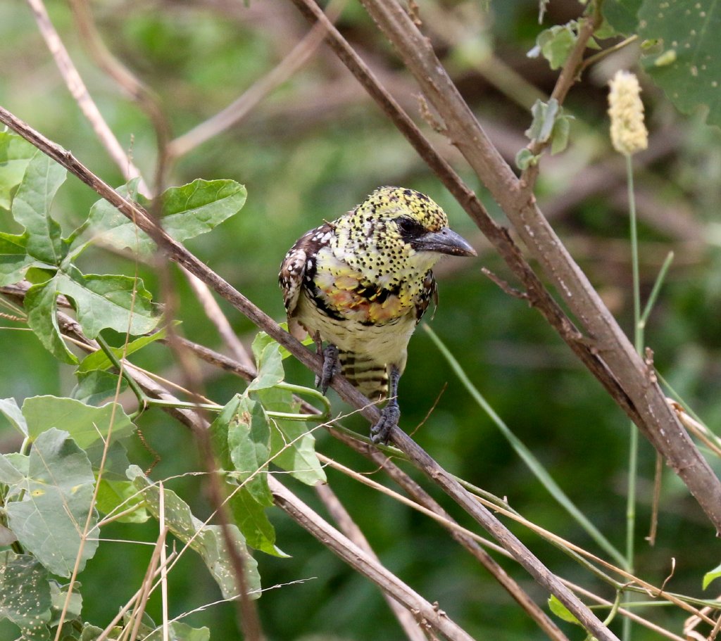 Usambiro Barbet