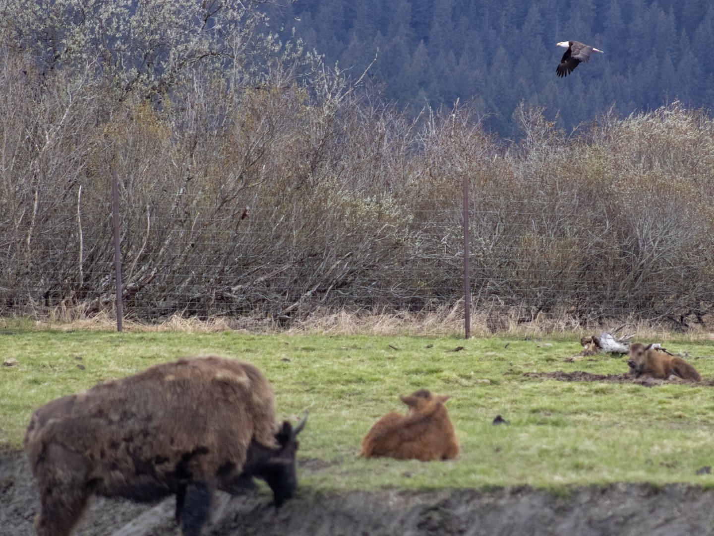 USA's National Mammal and National Bird (Wood Bison and wild Bald Eagle)