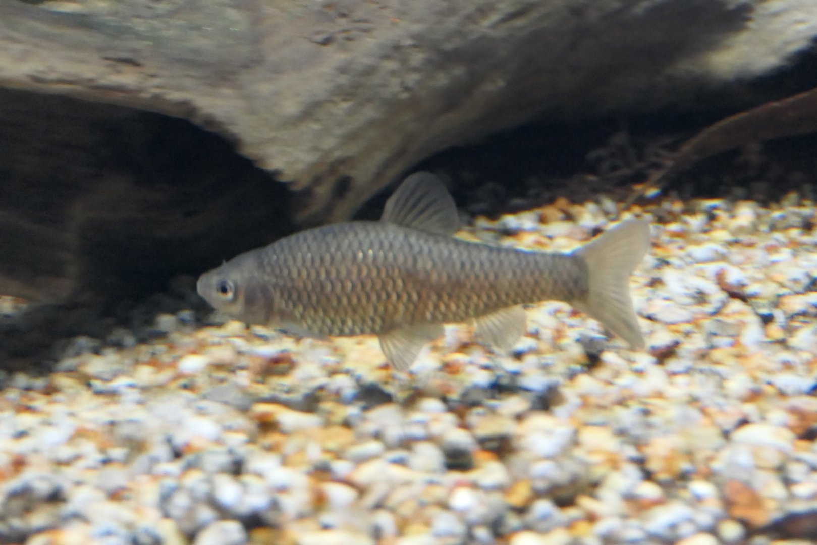 Ushimotsugo (Pseudorasbora pugnax)  - Lake Biwa Museum
