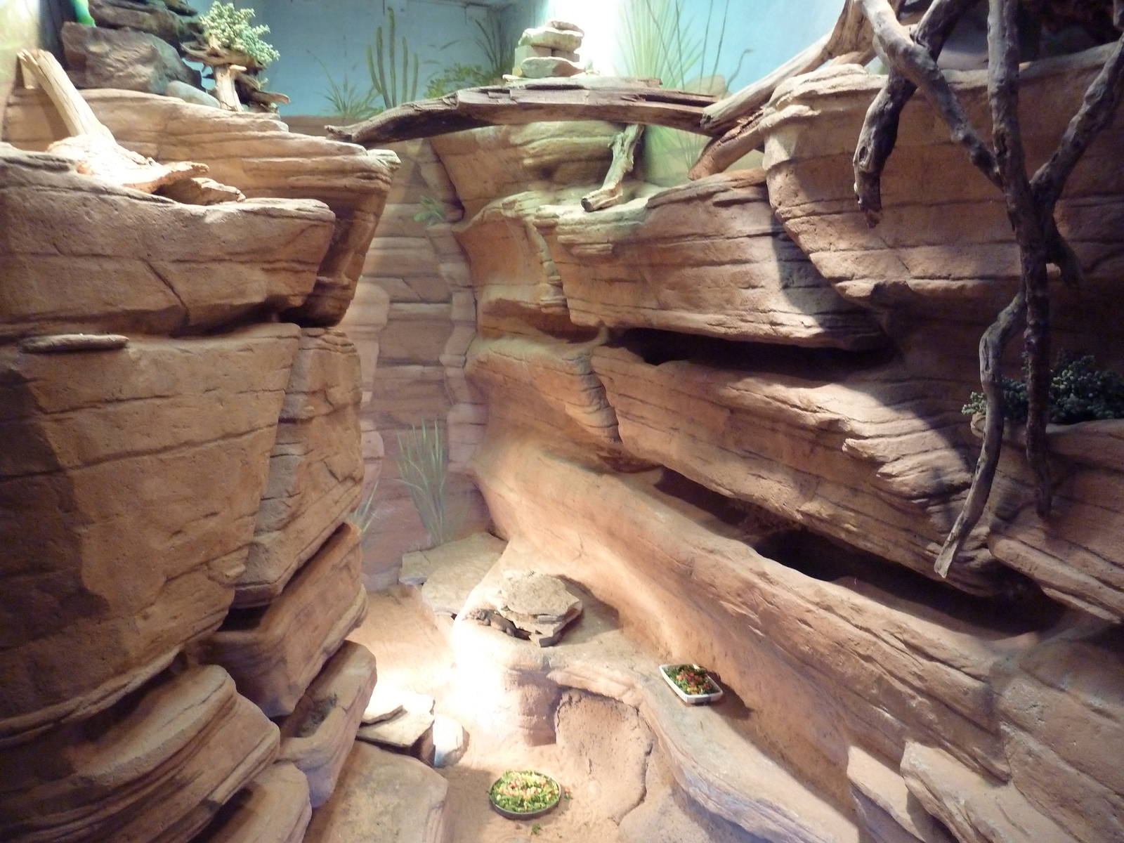 USS Antiquities Hall - Desert Environment (4 Species)