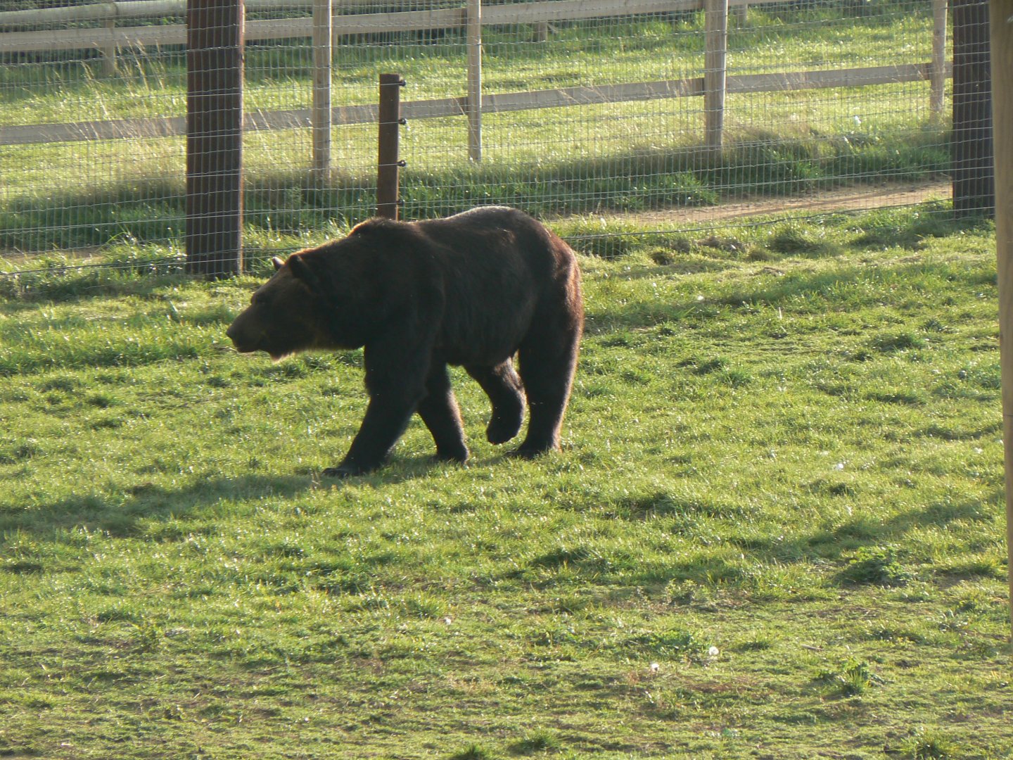 Ussuri Brown Bear - 1 November 2018