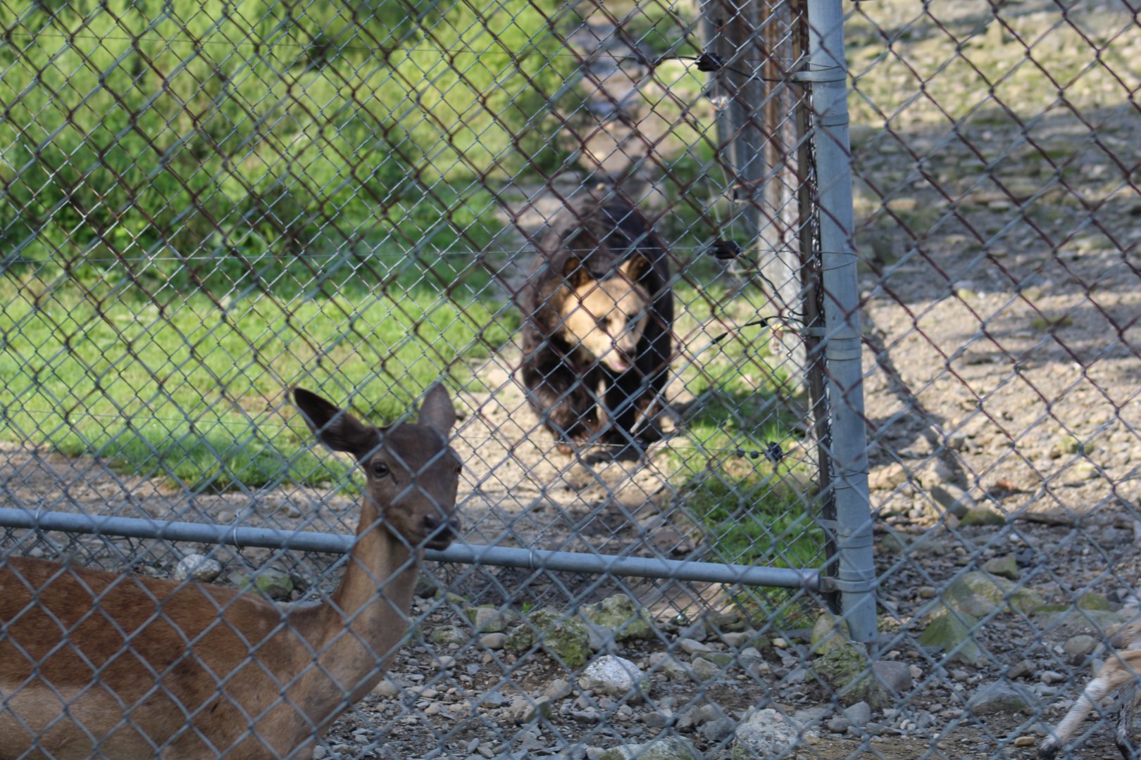 Ussuri Brown Bear and European Fallow Deer