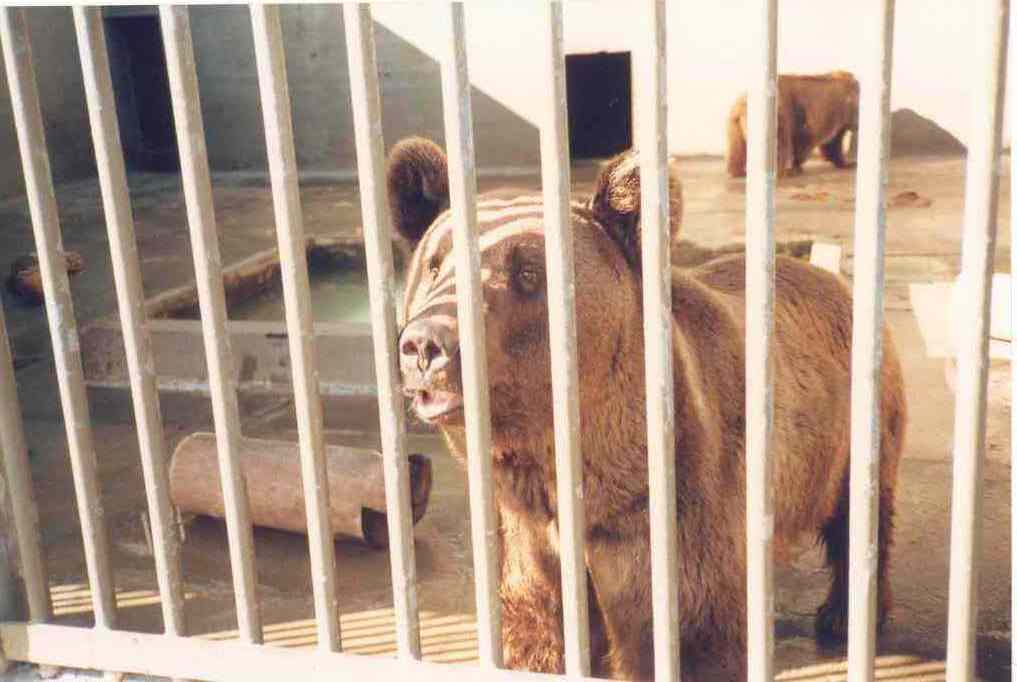 Ussuri Brown Bear Enclosure - Perth Zoo 1987