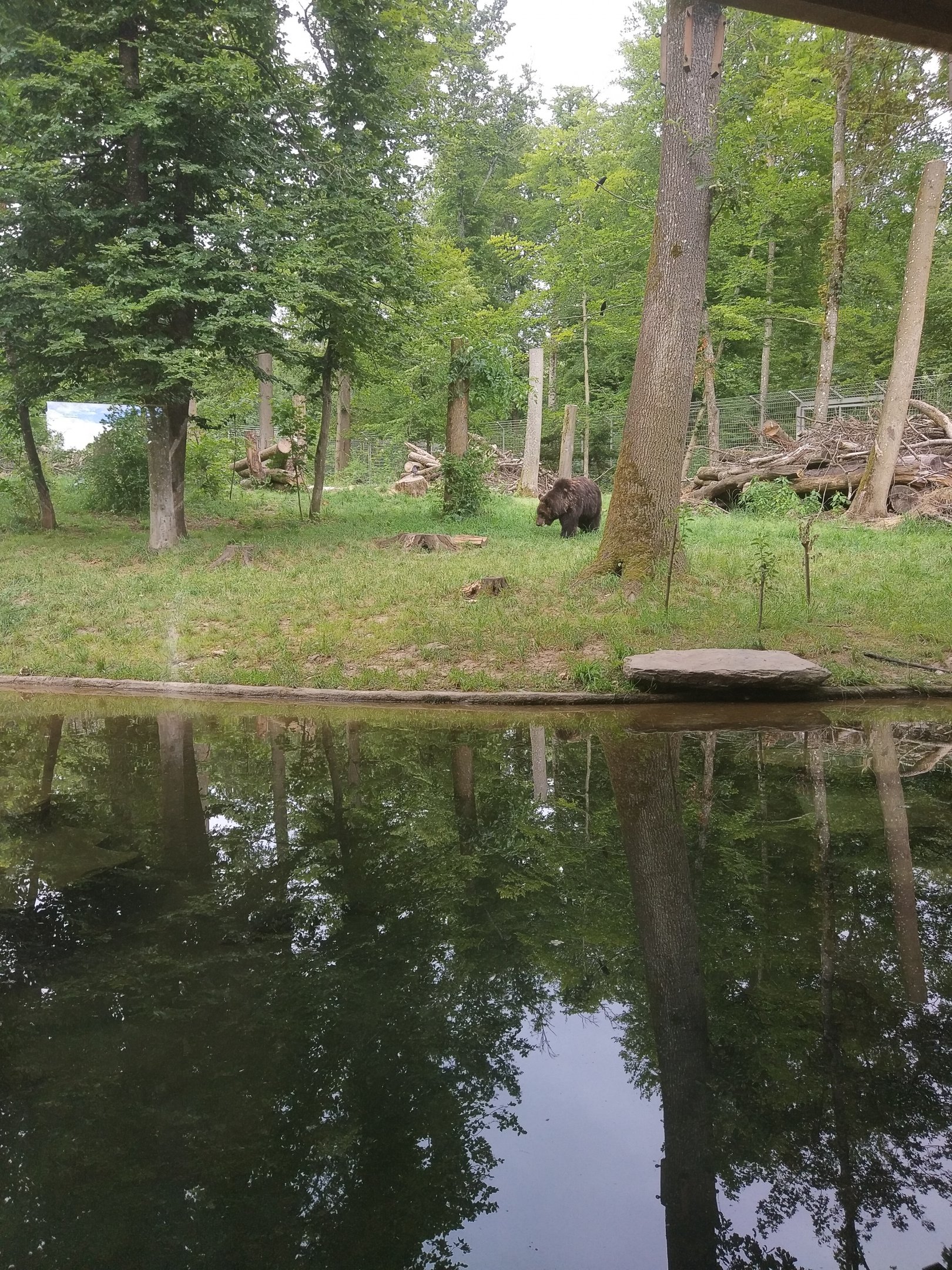 Ussuri Brown Bear Exhibit