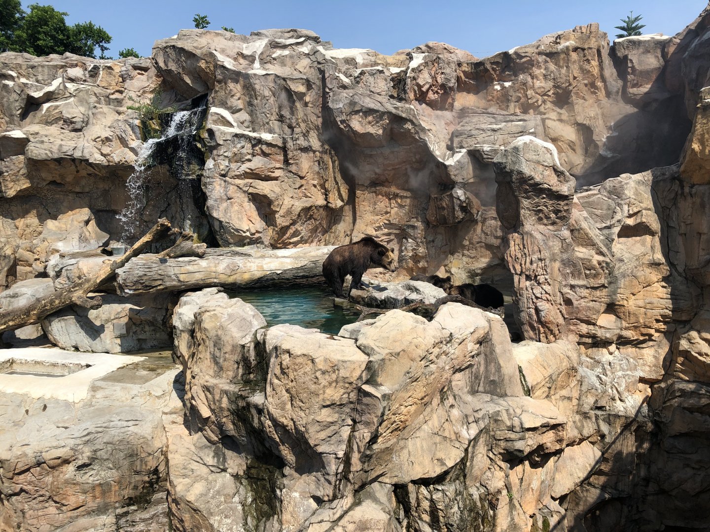 Ussuri Brown Bear Exhibit