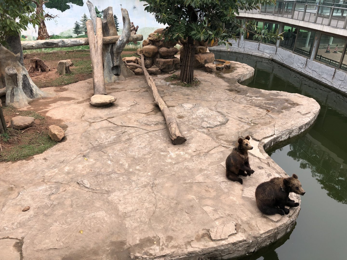Ussuri Brown Bear Exhibit