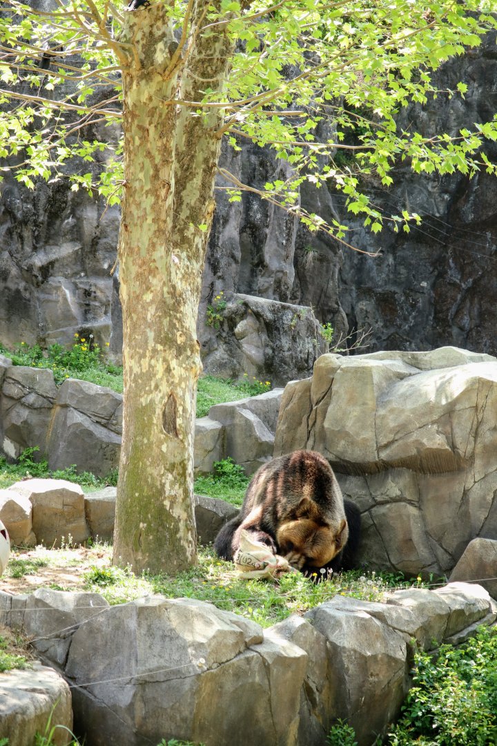 Ussuri Brown Bear foraging