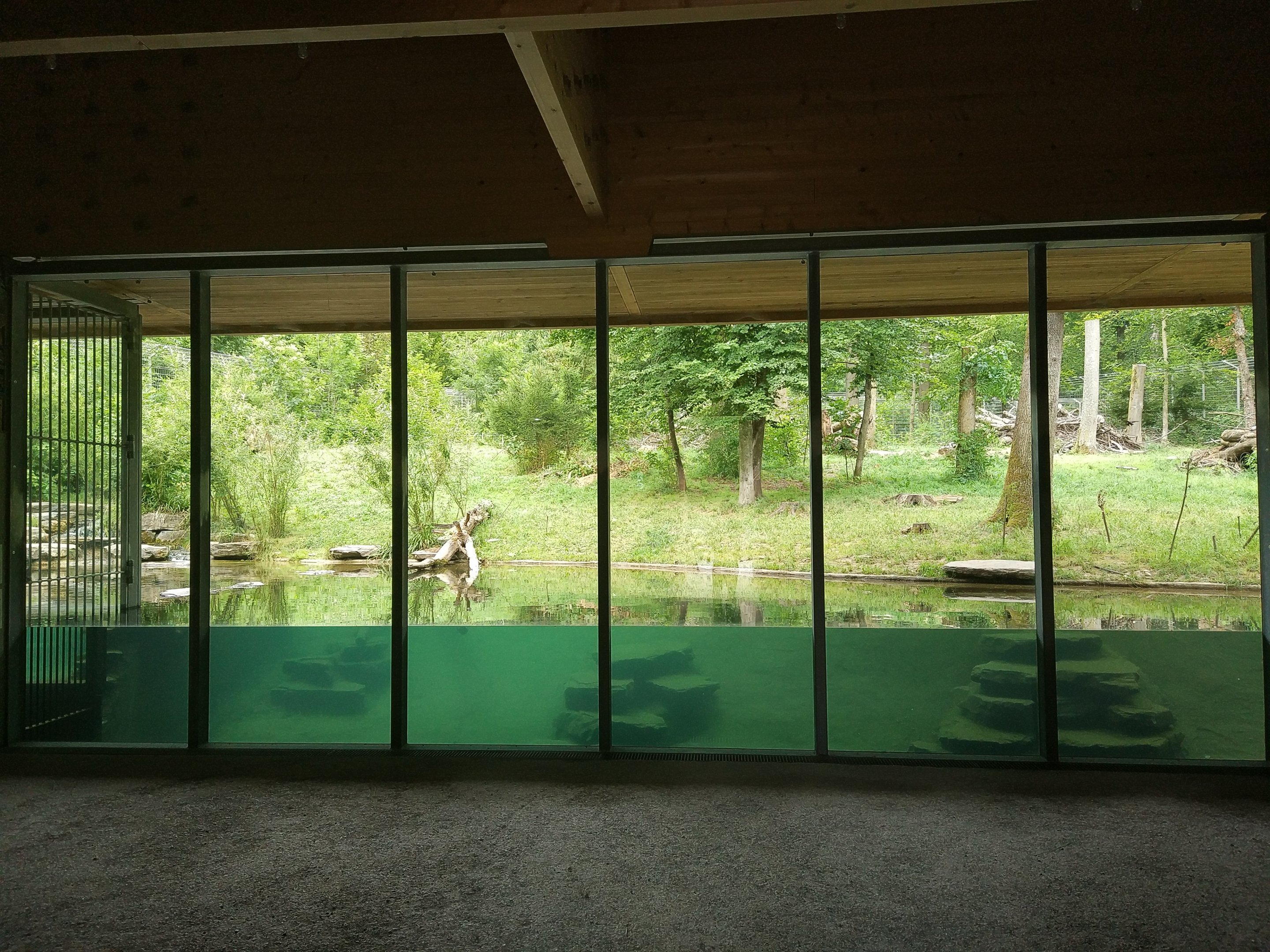 Ussuri Brown Bear underwater viewing