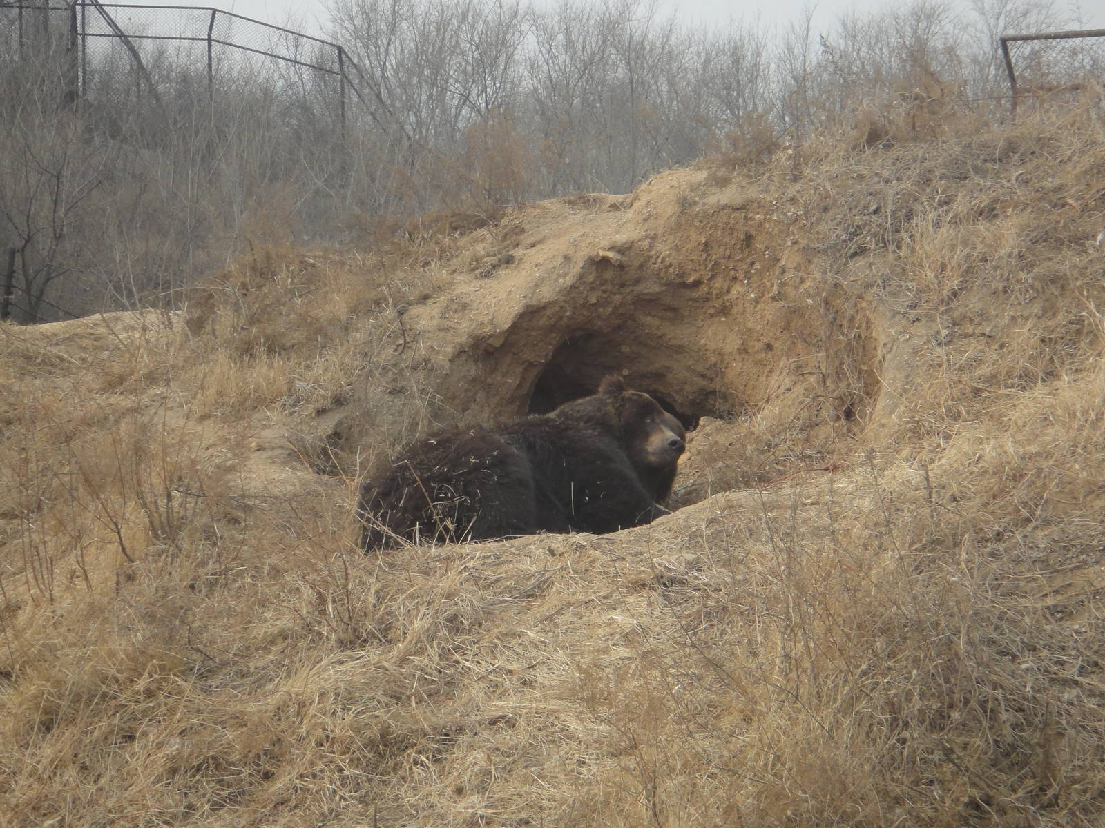 Ussuri brown bear (Ursus arctos lasiotus)
