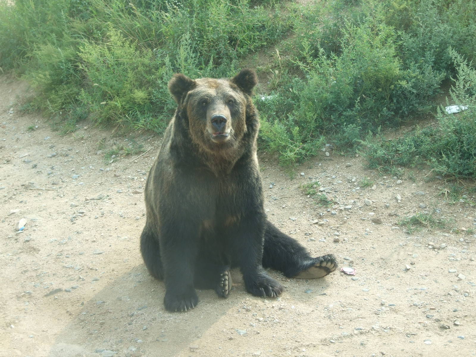 Ussuri brown bear (Ursus arctos lasiotus)