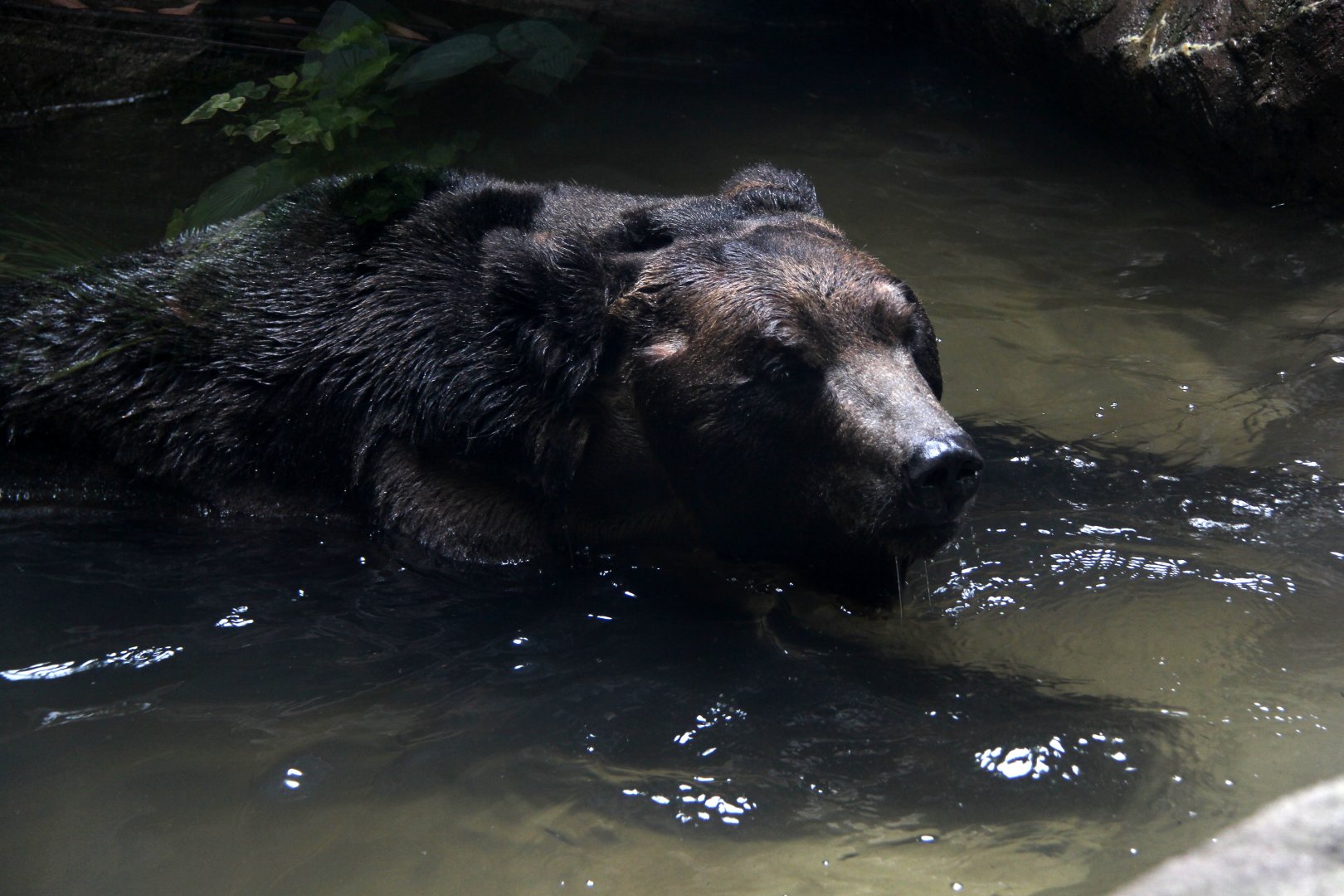 Ussuri brown bear (Ursus arctos lasiotus)
